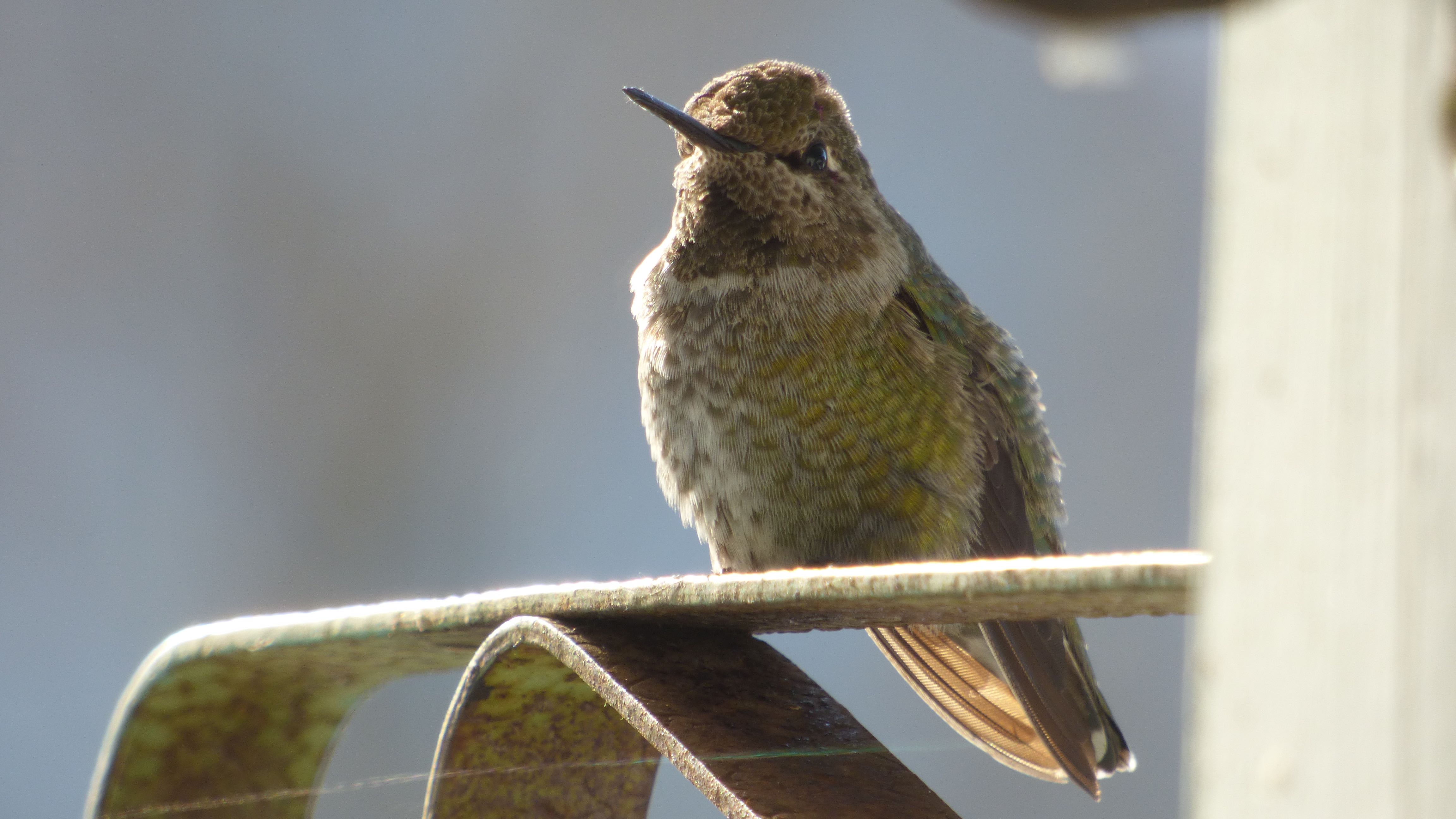 female anna's perching