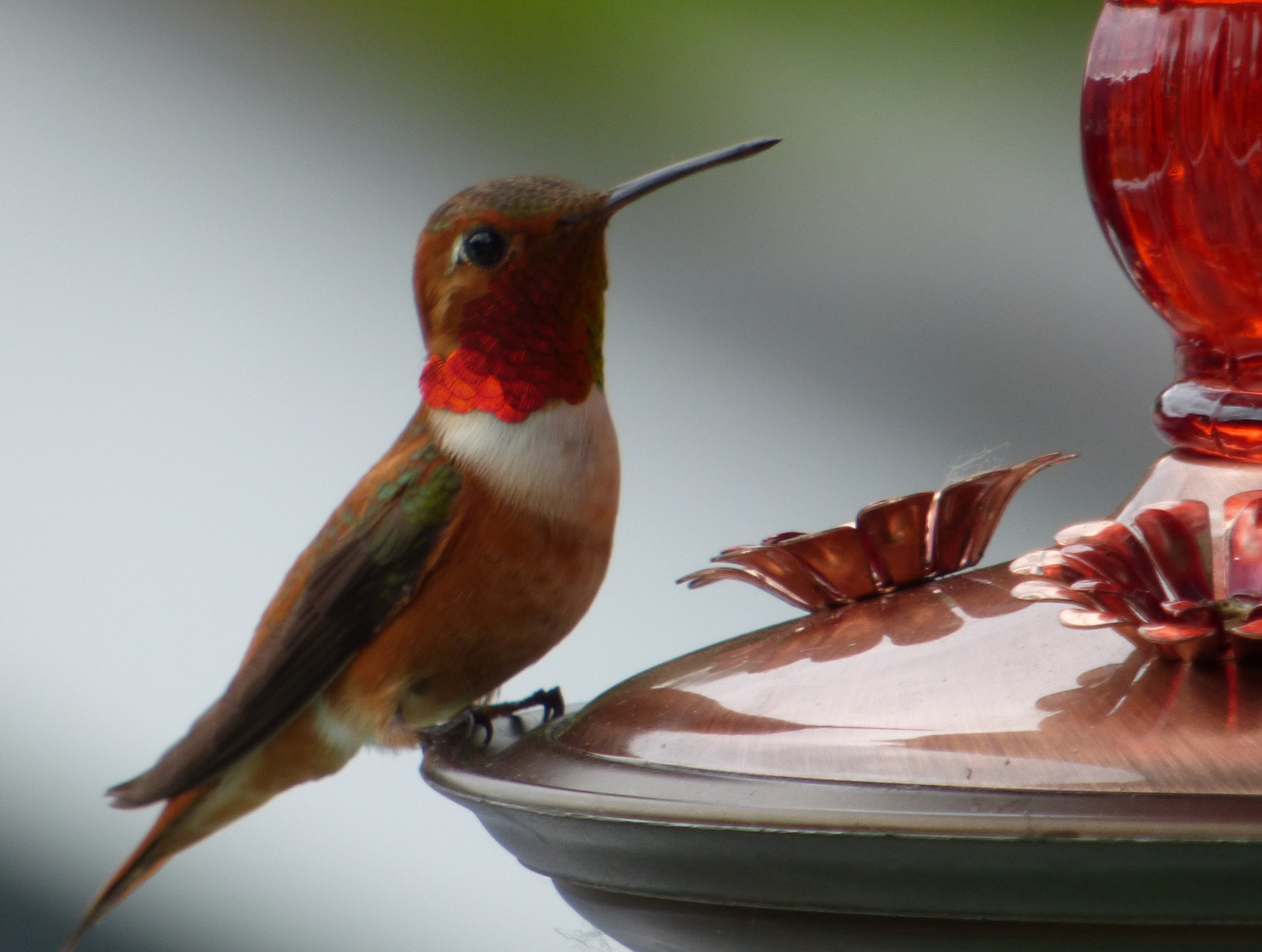 rufous hummingbird at feeder